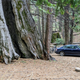Camping among giants